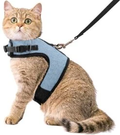 Kattentuigje Met Leiband Riem Kattenharnas Blauw Variant Maat L Kat & Kitten – Dieren Kattenriem – Cat Leash – Halsomvang 24 Tot 33cm – Borstomvang 36 Tot 41cm – Zootic®