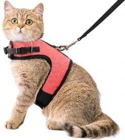 Kattentuigje Met Leiband Riem Kattenharnas Roze Maat L Kat & Kitten – Dieren Kattenriem – Cat Leash – Halsomvang 24 Tot 33cm – Borstomvang 36 Tot 41cm – Zootic®