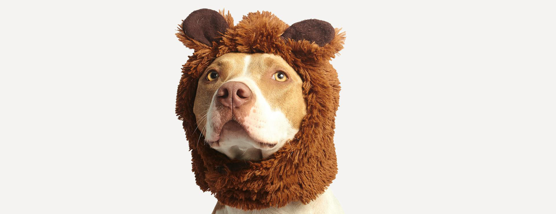 Huisdierproducten -Huisdierproducten pexels gilberto reyes 259461 825949