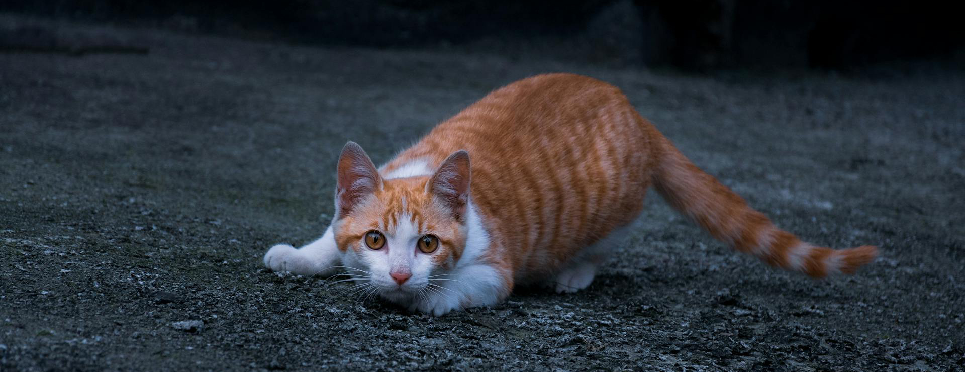 Huisdierproducten -Huisdierproducten pexels luo jio 99378573 9344335