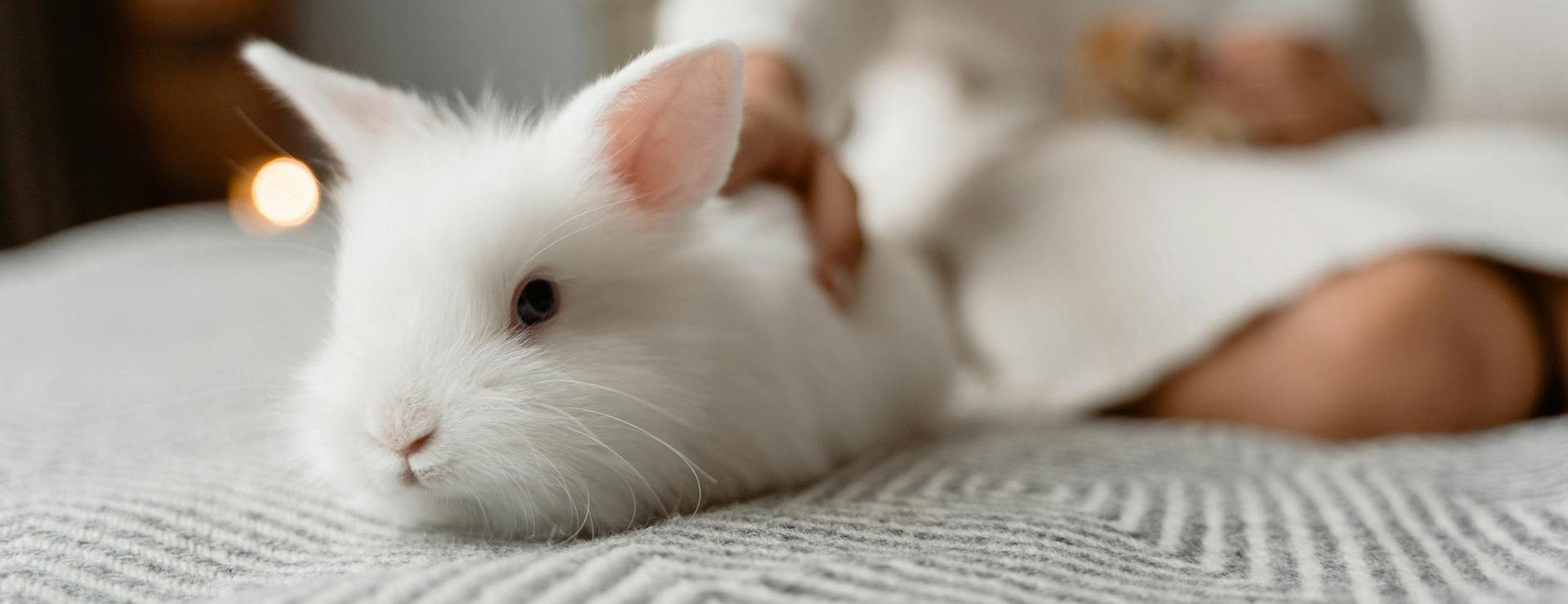 Huisdierproducten -Huisdierproducten pexels tima miroshnichenko 6845638